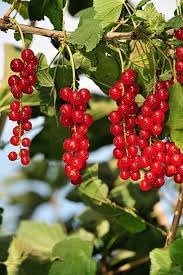 Edible fruit berries Cereum seeds